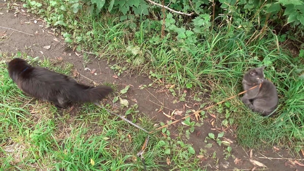 на тропинке