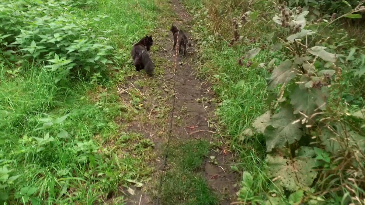 гуляют котики