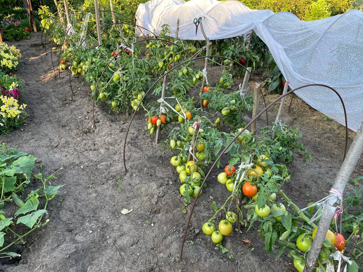 Томаты в ОГ. Специально посадила ранние сорта. Но не успели. Фото автора