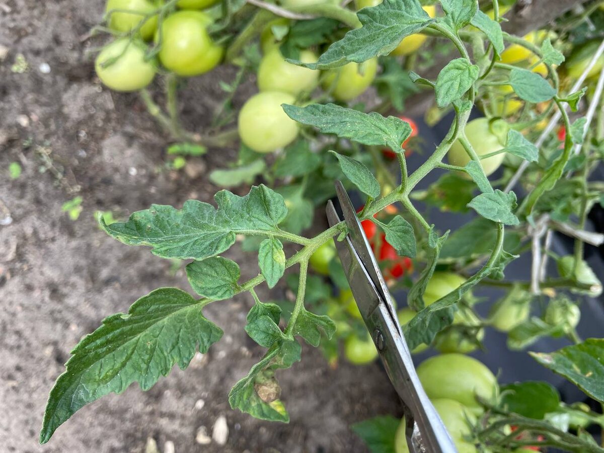 Обрезала все подозрительное карантинными ножницами. Фото автора