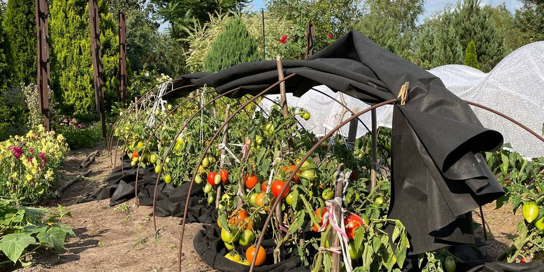 Смогла остановить фитофтору на уличных зараженных томатах – будут краснеть на кусте