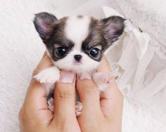 Фото с сайта pinterest