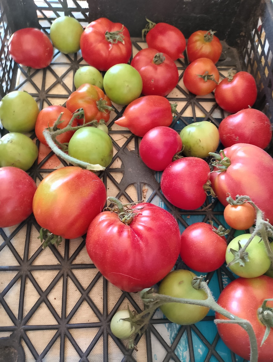 Фото автора.