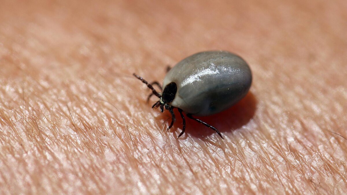    Фото: Ruediger Rebmann/globallookpress.com