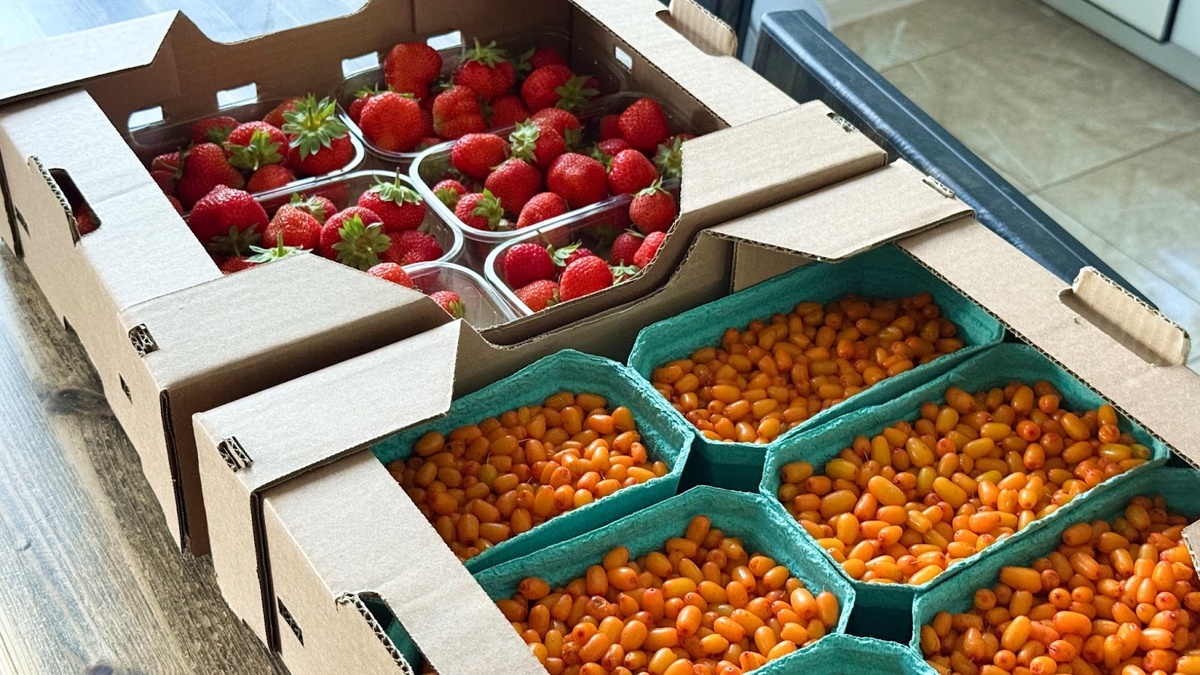 Вот такую шикарную облепиху мы купили у фермеров. Она крупная, мясистая и вытянутой формы. Цена: 1500 руб/3 кг