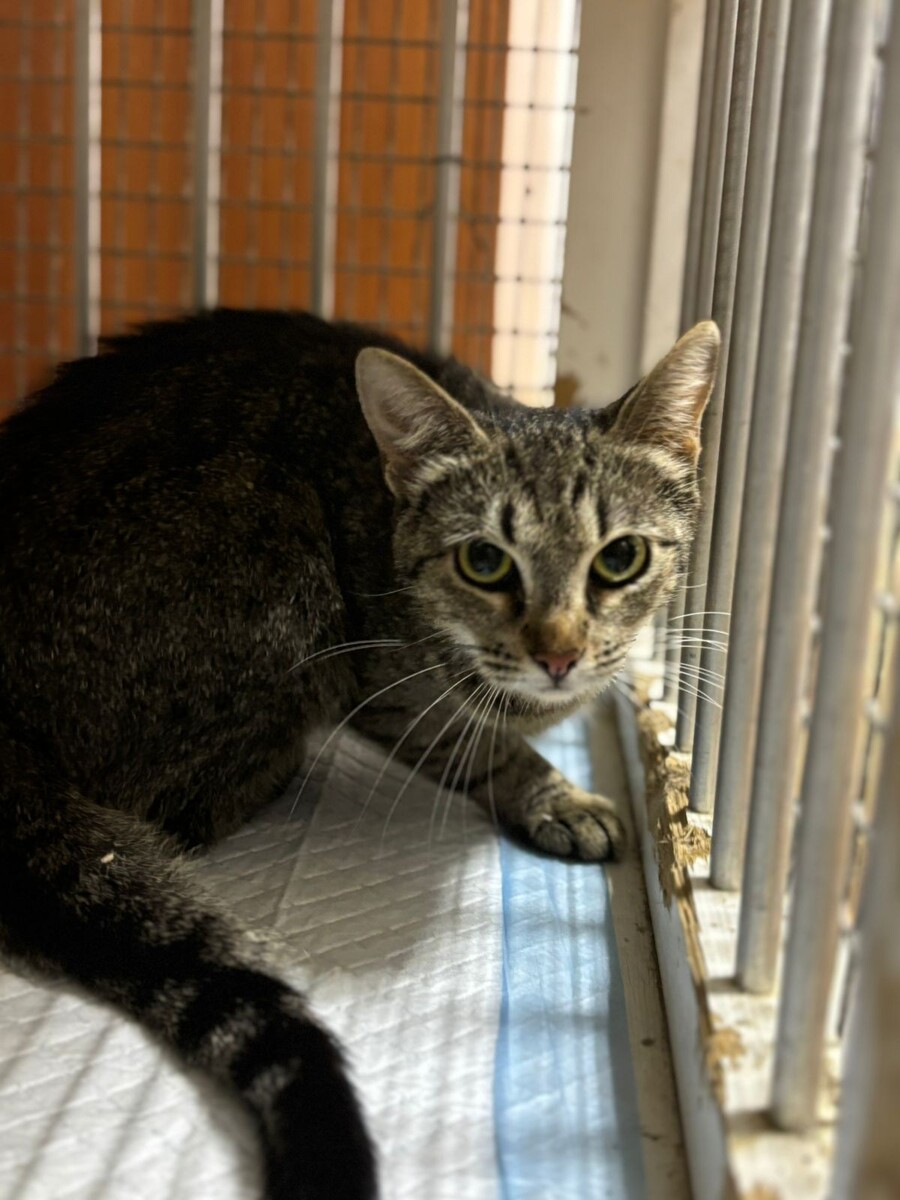 Кошка номер 1