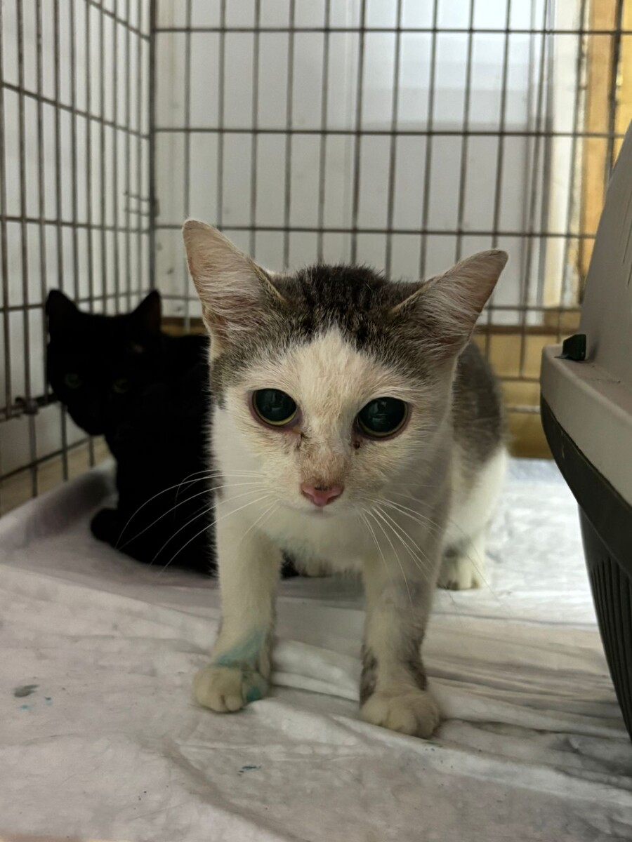 Кошка номер 2