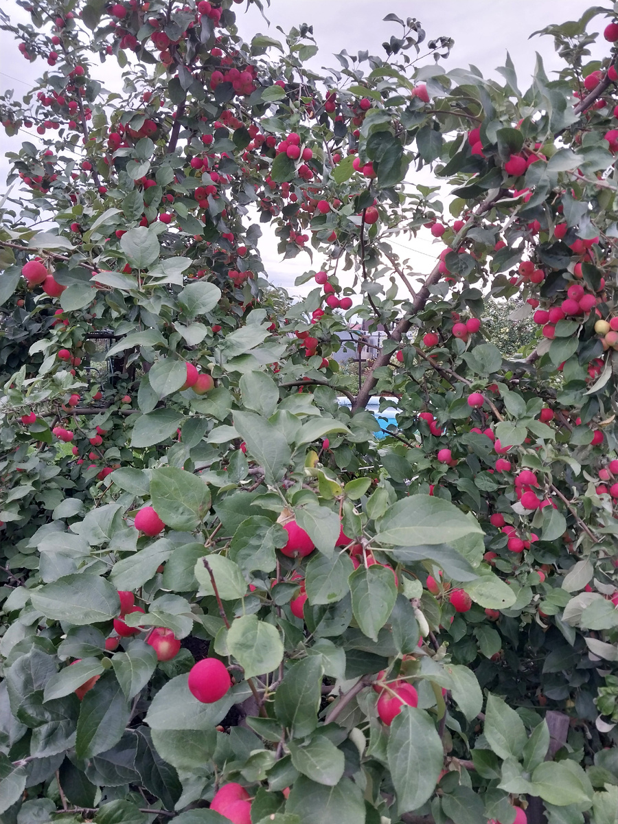 Яркие бусины ранеток