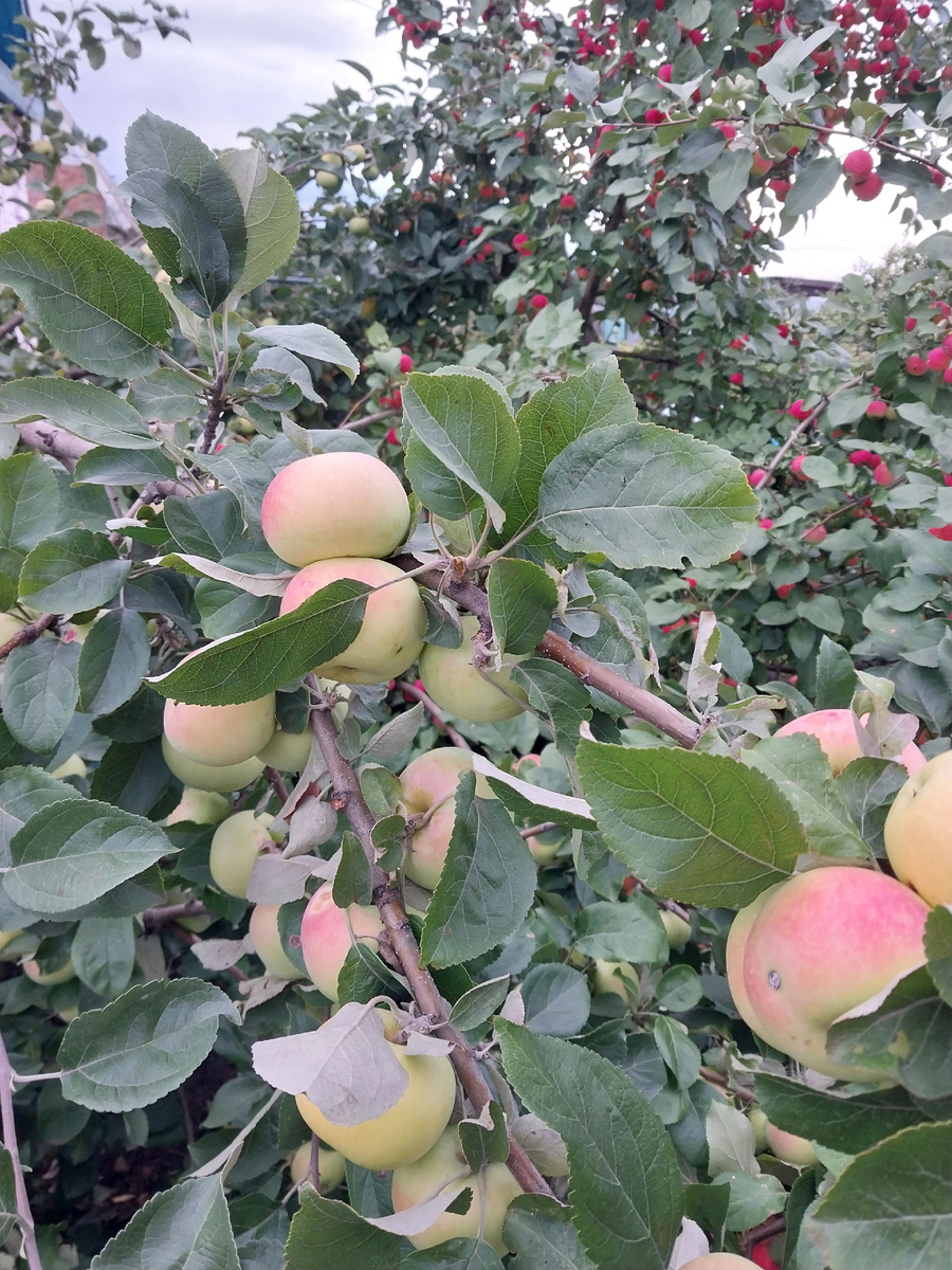 Яблоки неизвестного сорта.