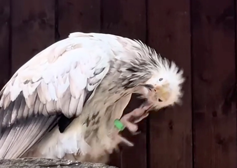    Скриншот видео Ленинградского зоопарка