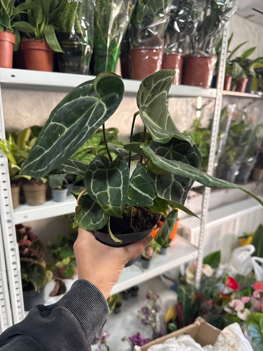 Кристалинум