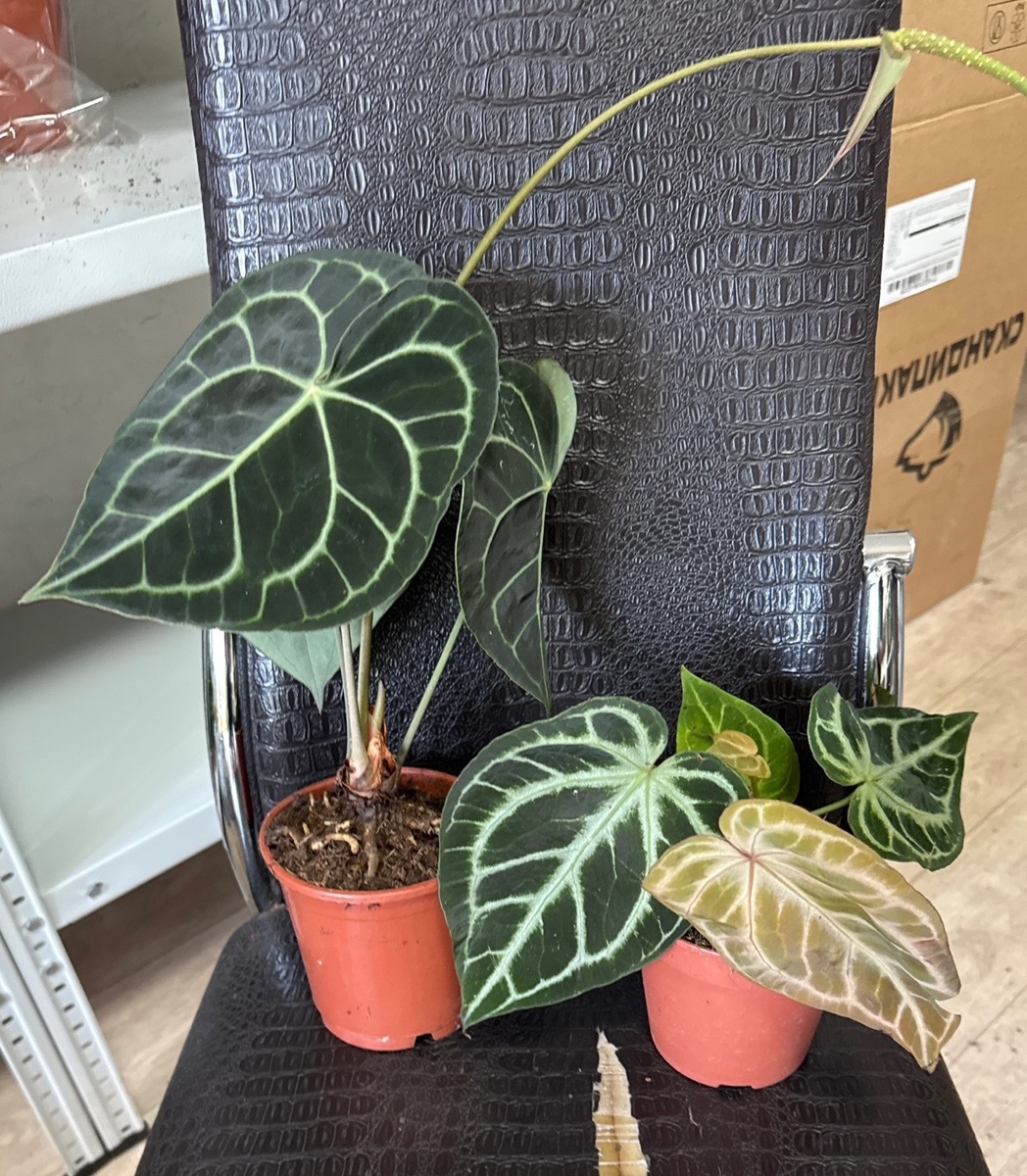 Кларинервиум и Сильвер блаш