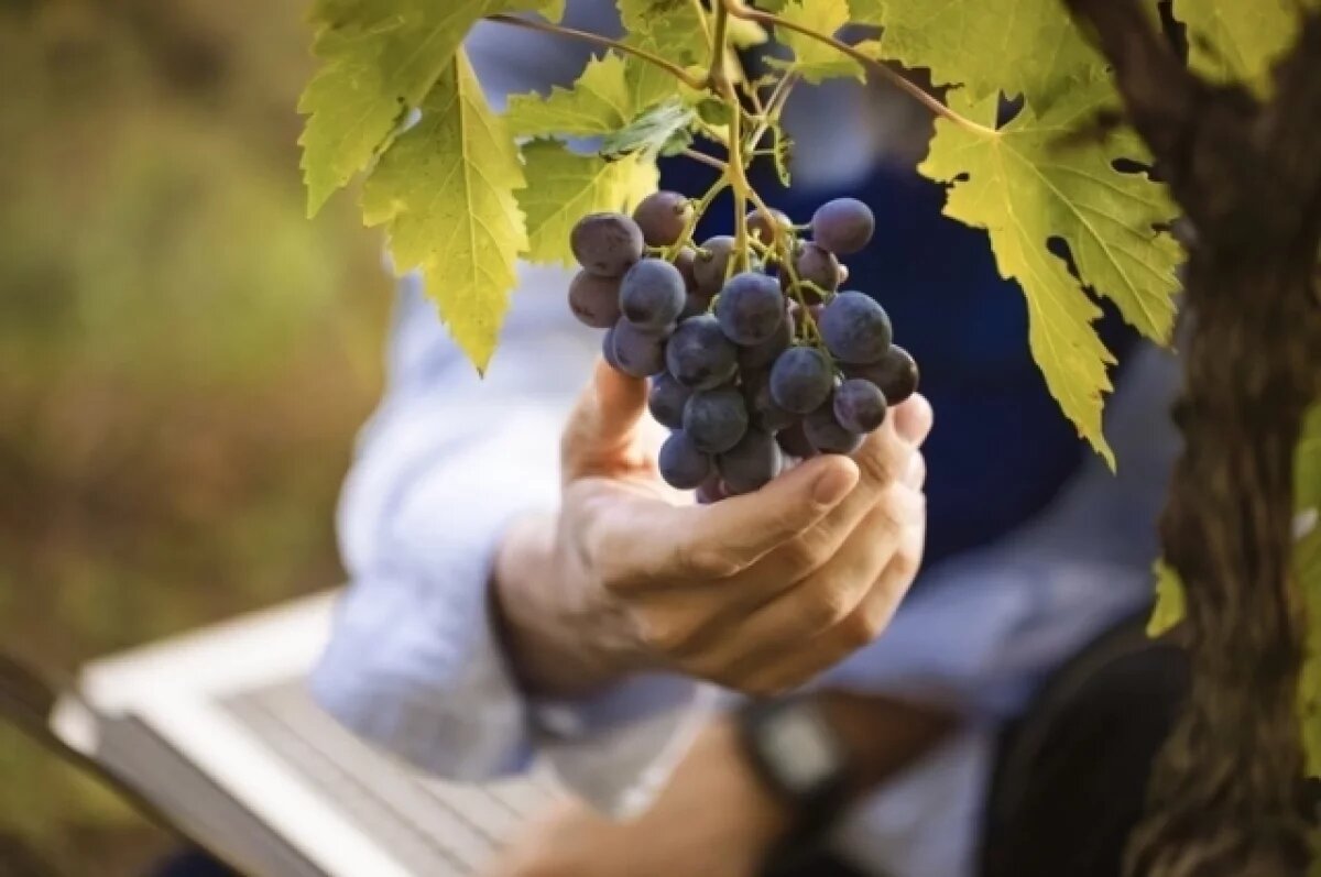    В ДНР впервые за четыре года вновь проведут выставку «Виноград Донбасса»