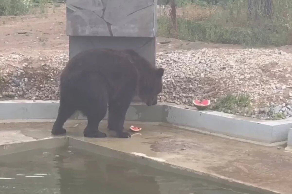    В администрации Пермского зоопарка прокомментировали ЧП с мишкой Тошей