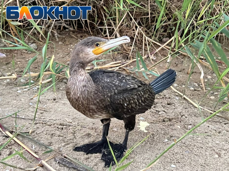 Фото для иллюстрации