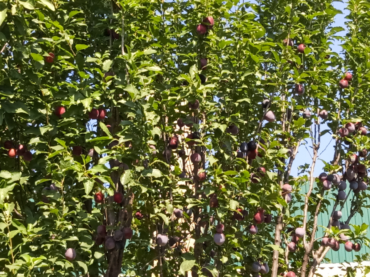 Собственное фото автора. Сливы спеют у меня во дворе. Начало августа 2025 г.