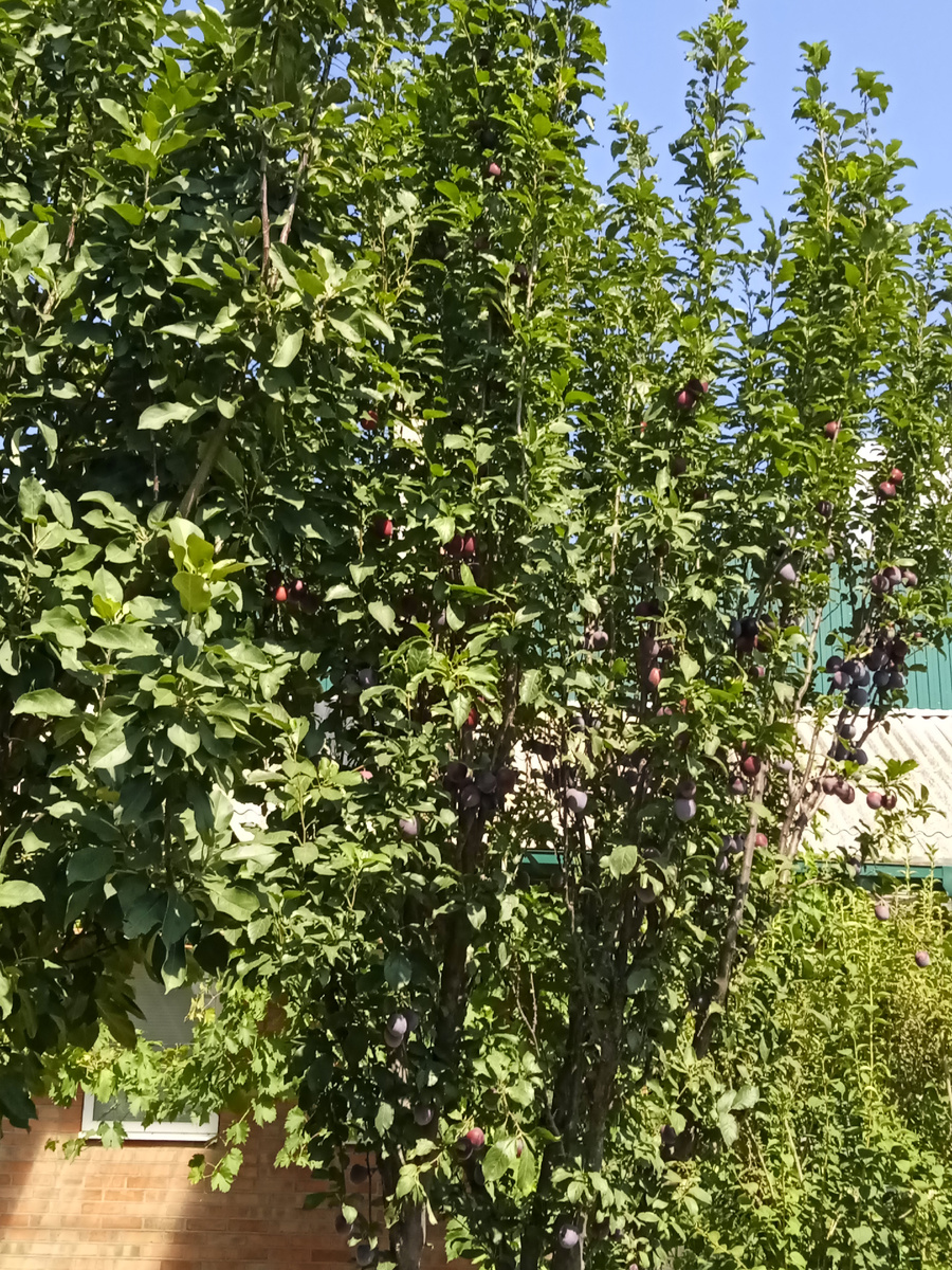 Собственное фото автора. Сливы спеют у меня во дворе. Начало августа 2025 г.