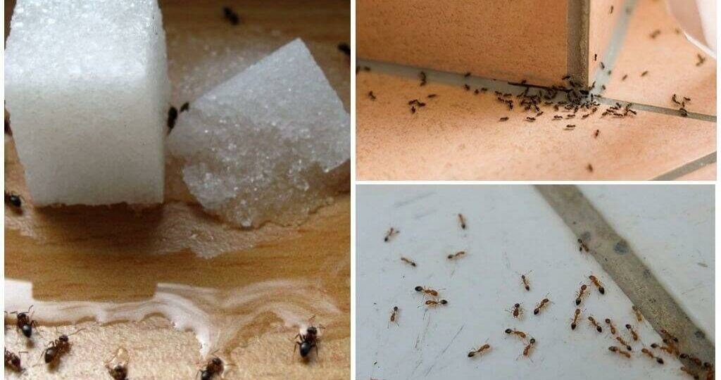 Нашествие муравьёв в квартире - как избавиться