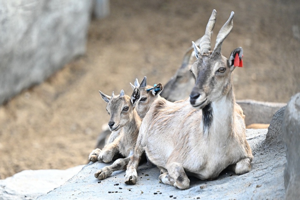    Зоопарк пополняется новыми видами животных. В уютные вольеры уже переехали винторогие козлы. / Фото: permkrai.ru