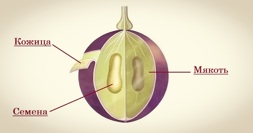 Виноградная ягода в разрезе