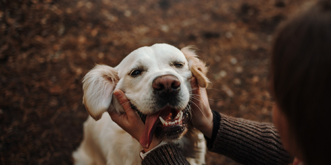 Почему собака облизывает хозяина?