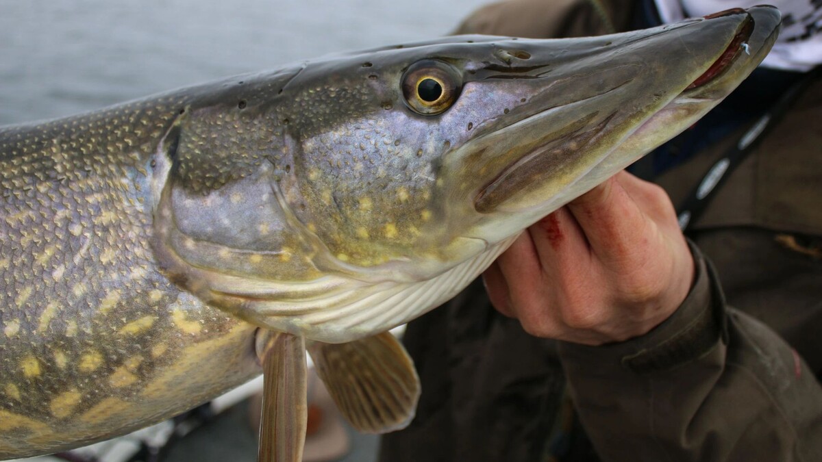    Фото: Rasmus Ljungqvist/Shutterstock/Fotodom