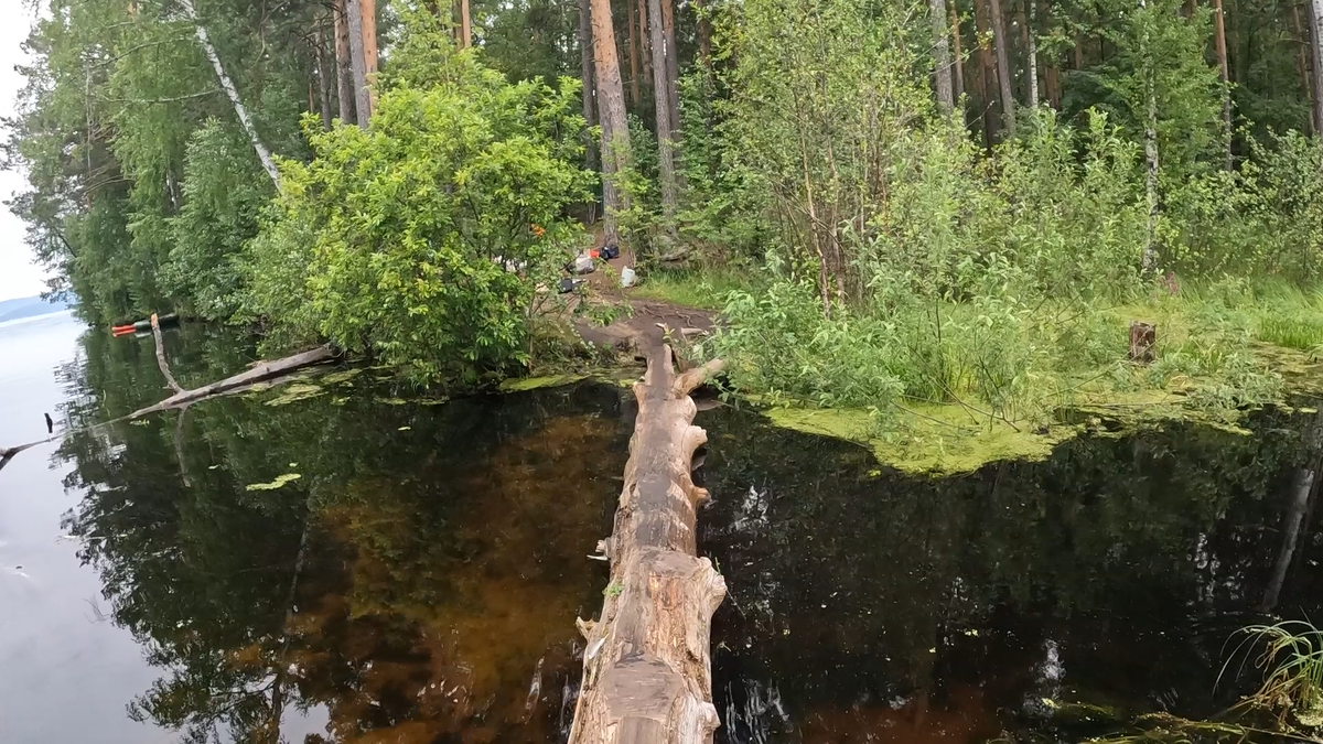 В этом пне сидела змея и смотрела на нас из дупла