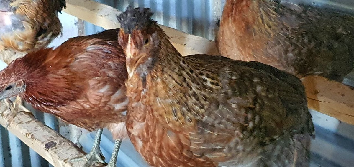  Курица с явными признаками респираторного заболевания, дышит ртом