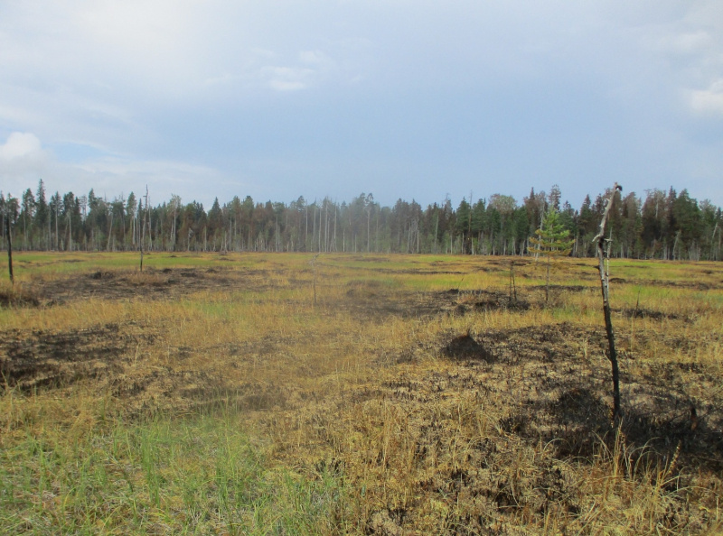    Нацпарк Карелии, где 5 дней полыхали лесные пожары, открылся для туристовНациональный парк «Водлозерский»