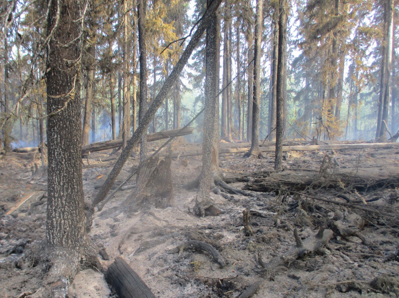    Нацпарк Карелии, где 5 дней полыхали лесные пожары, открылся для туристовНациональный парк «Водлозерский»
