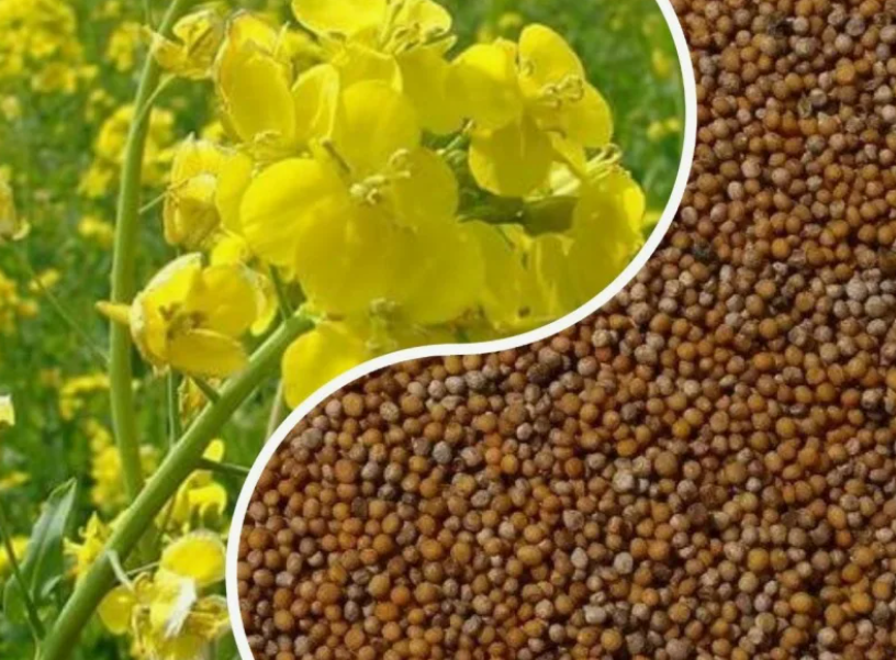 Сидераты это растения, которые высаживают для улучшения плодородия почвы, восстановления её структуры и предотвращения эрозии.