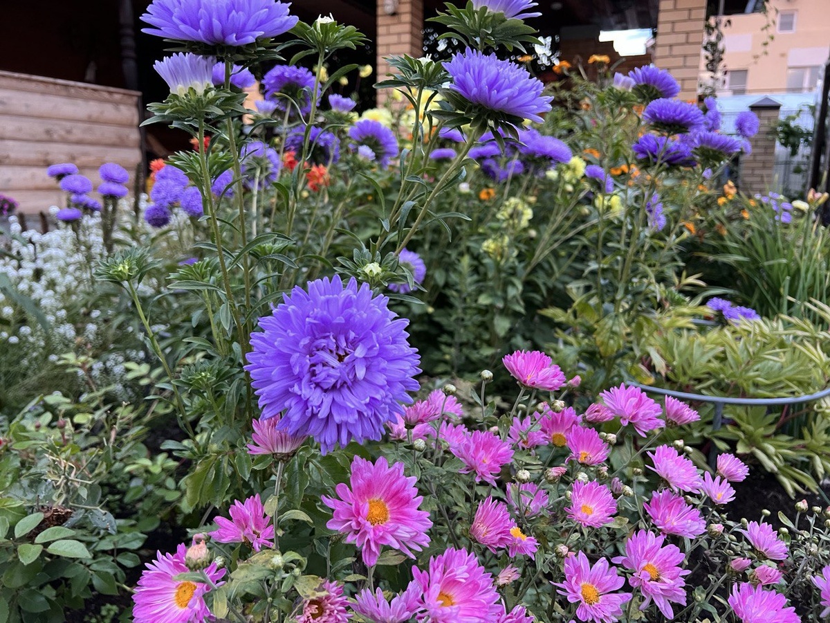 Прошлогодние астры. Фото автора канала Дом с кипарисами.
