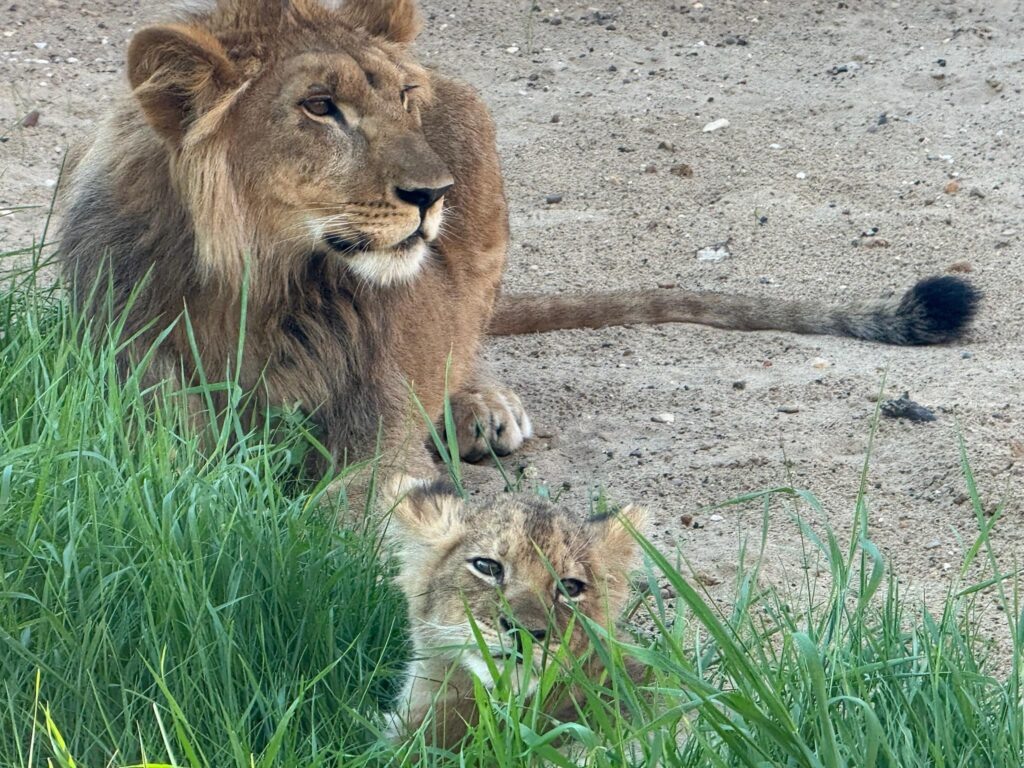   Фото: Пермский зоопарк Полина Анкушина