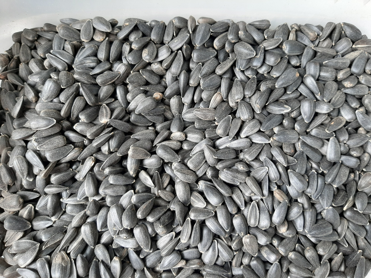  Семечки такие замечательные, что самой погрызть захотелось.  