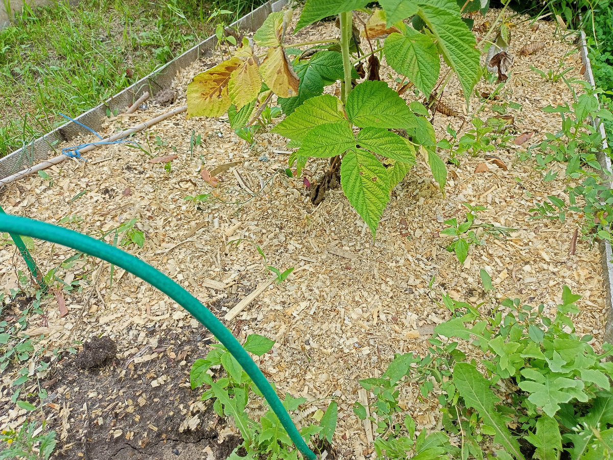Мульчируем опилками малину