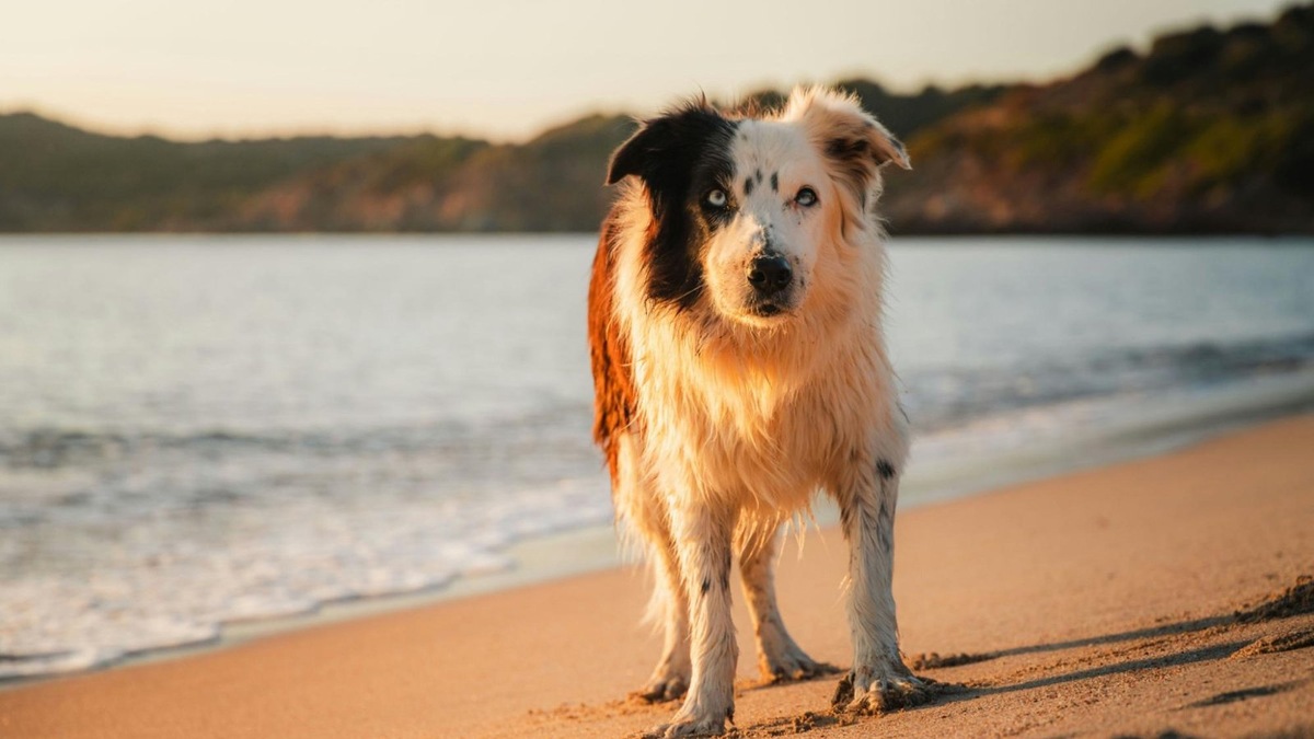    Влажные следы на полу — не всегда вода. Это может быть пот вашей собаки в жаркий день.
