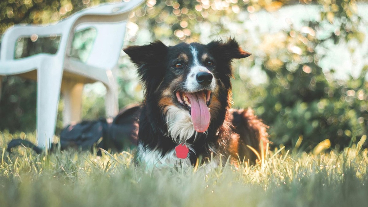    Пыхтение не всегда означает, что собака устала — иногда так она пытается охладиться.