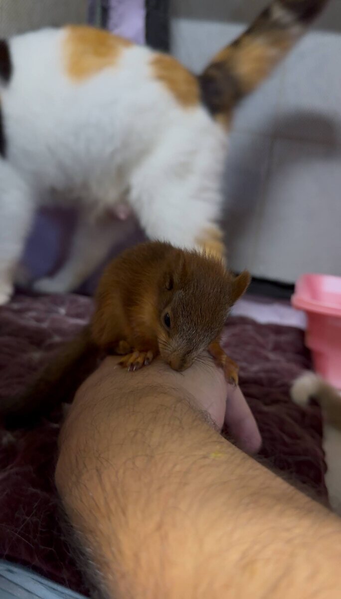 Сильный малыш