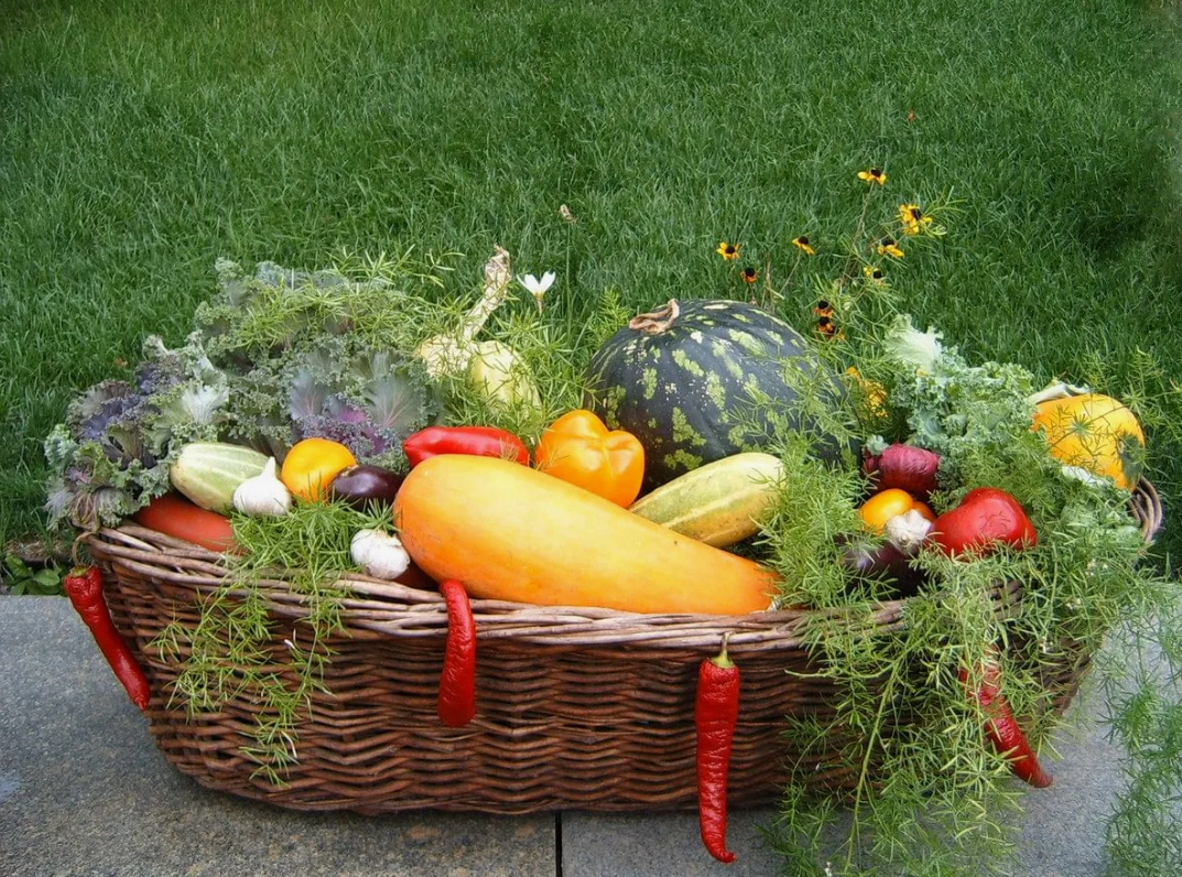 Некоторые сидераты выделяют фитонциды или другие вещества, подавляющие развитие патогенных организмов. Сераделла - Холодостойкая культура, подходит для кислых почв.
Чина- Устойчива к засухе, хорошо растёт на бедных почвах.