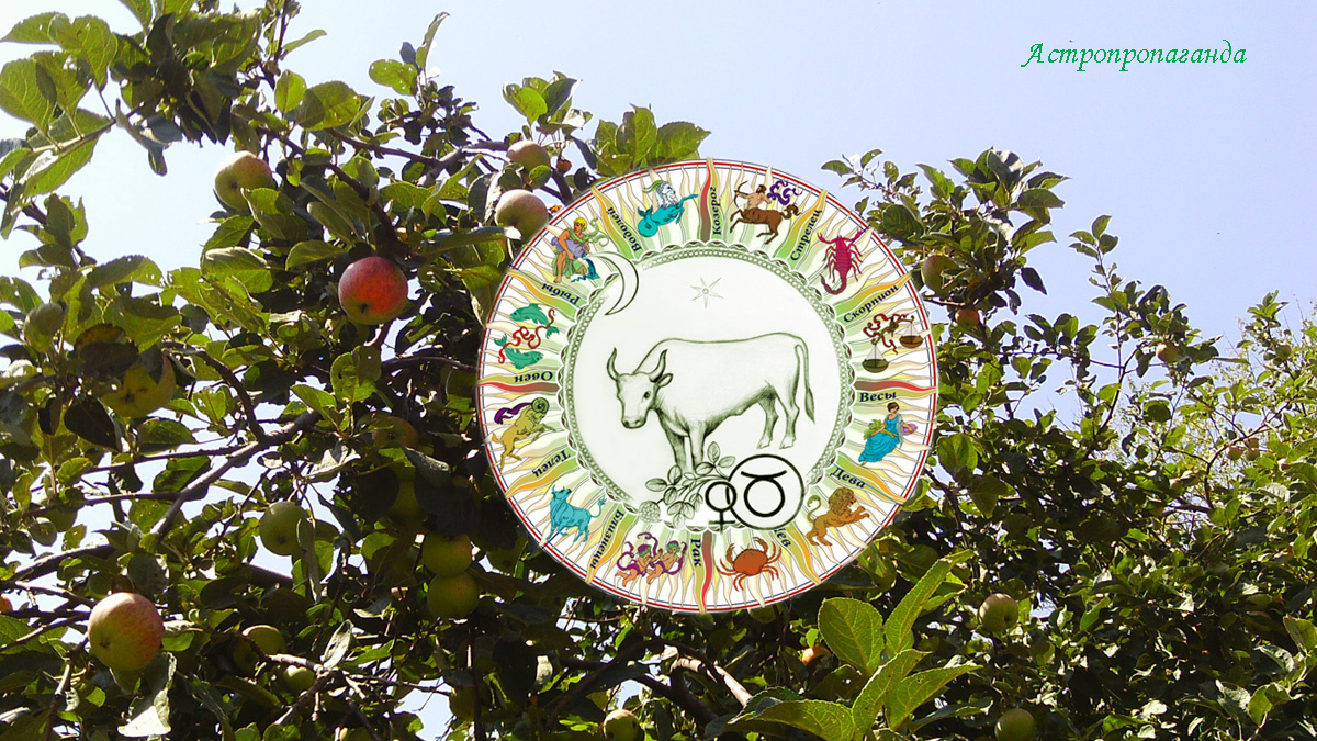 Гороскоп для Тельца с 4 по 31 августа 2025.