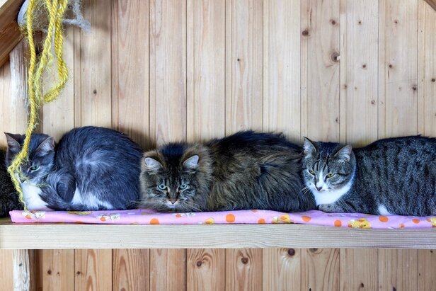    Фото: портал мэра и правительства Москвы/Максим Денисов