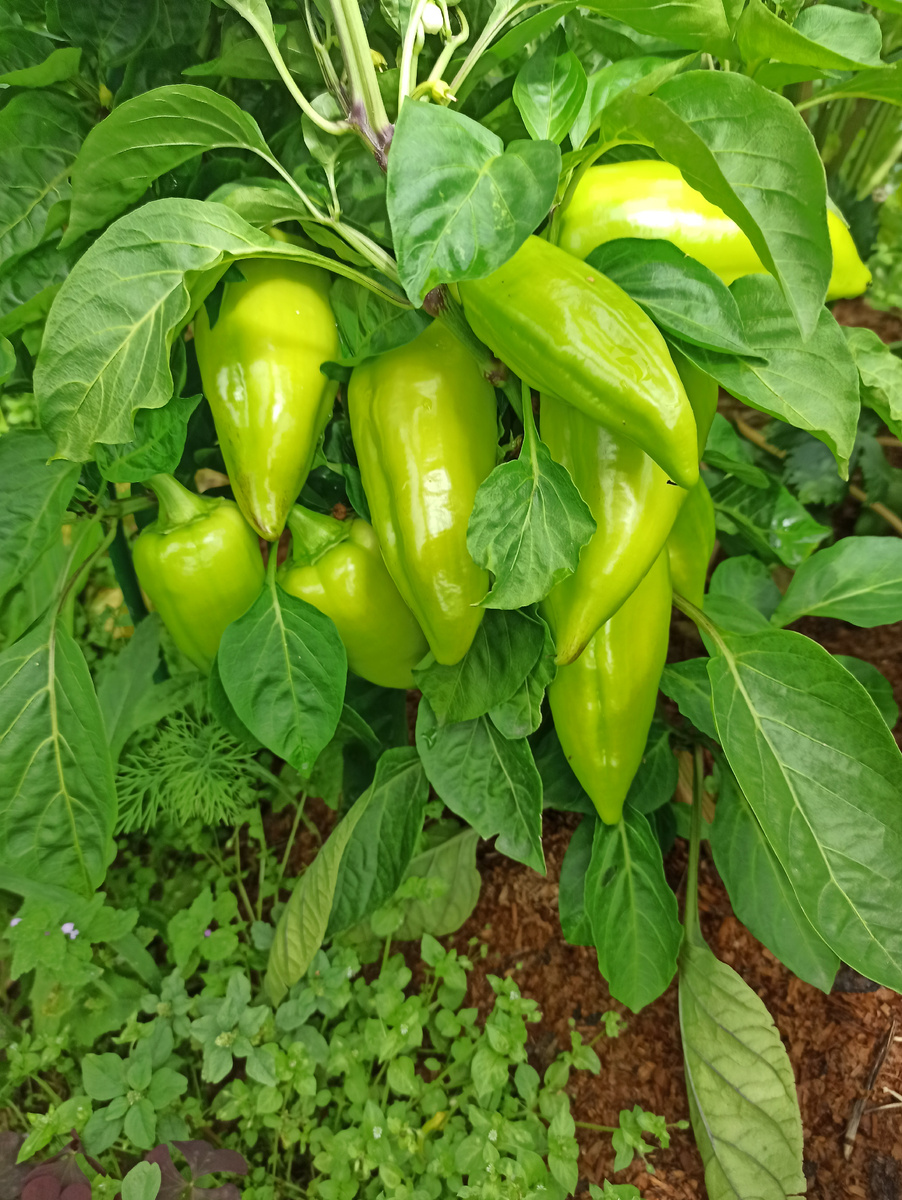 прошлогодние кусты перца.