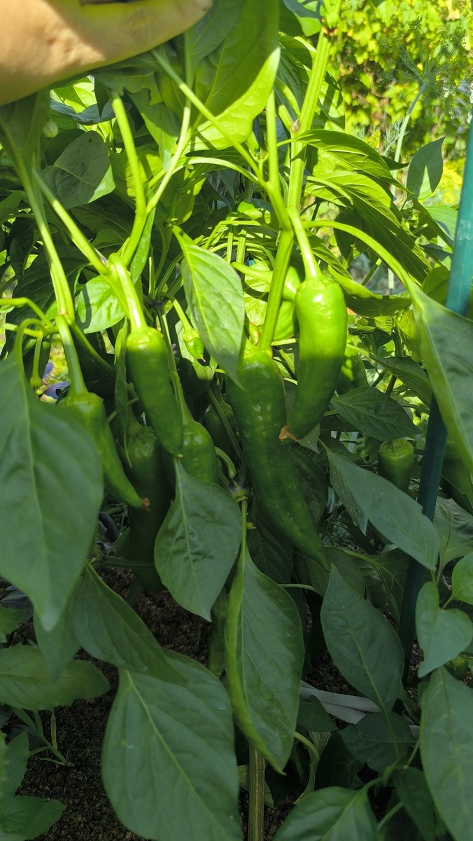 Закусочные желтые перцы.