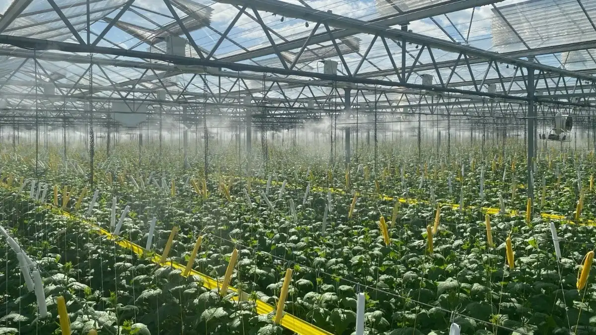 Фото: © MJ-TechВ Нидерландах продемонстрировали, как можно охлаждать теплицы методом распыления под высоким давлением с применением туманообразования