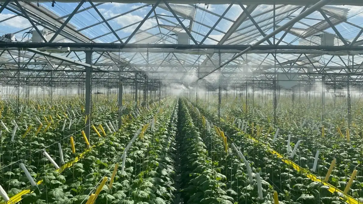 Фото: © MJ-TechНовую умную технологию для роста растений в теплицах апробировали в Нидерландах