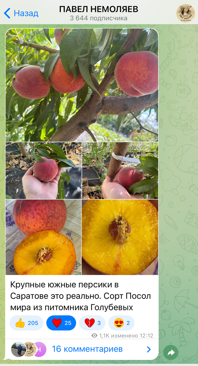 Сегодня вот персиками хвалился 