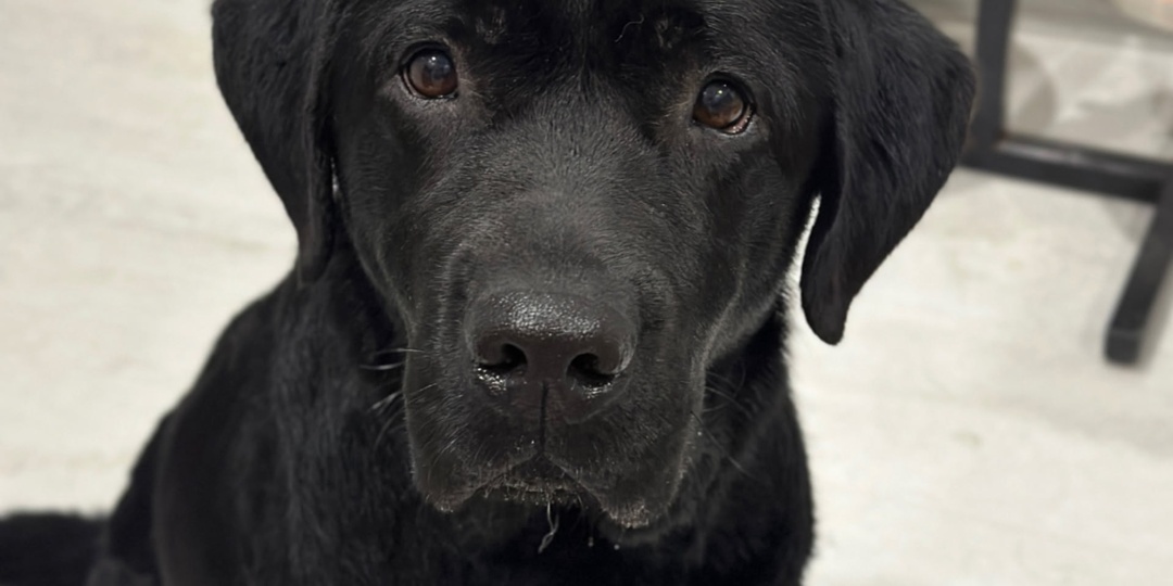 💔 Крик Души: Почему Линду Забыли? Помогите Спасти Лабрадора от Долгов за Спасение! 💔