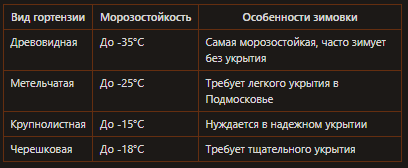 Морозостойкость гортензий