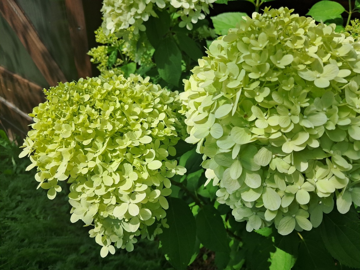 Гортензии в моем саду