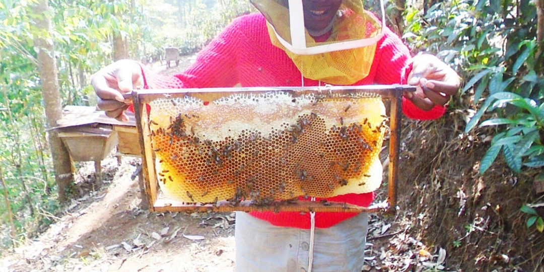 🐝 Пчёлы умирают от «европейских» пестицидов в Руанде